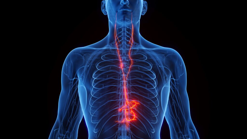 Zapping the Vagus Nerve Could Alleviate Some Long COVID Indicators