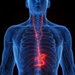 Zapping the Vagus Nerve Could Alleviate Some Long COVID Indicators