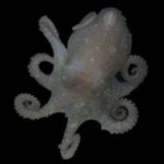 Antarctic Octopus Holds Tricks of Prehistoric Ice Decline in Its Genome