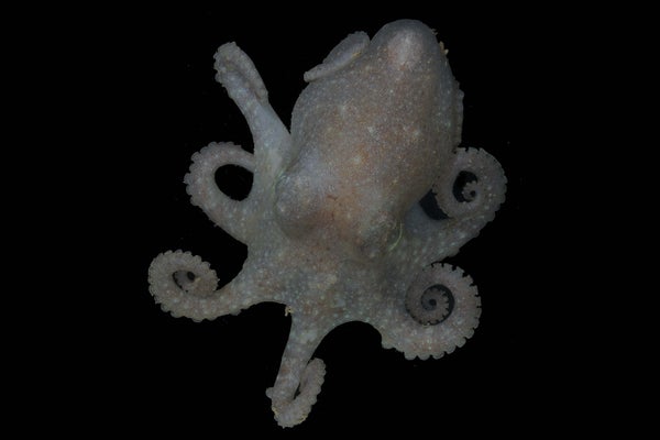 Antarctic Octopus Holds Tricks of Prehistoric Ice Decline in Its Genome