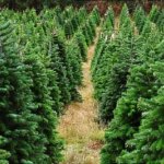 Are No-Spray Christmas Trees Greater for You? What to Know