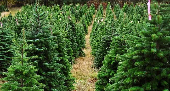 Are No-Spray Christmas Trees Greater for You? What to Know