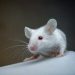 Initial Atlas of Each Mouse Mind Mobile Could Make improvements to Neuro Condition Treatment plans