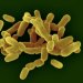 The Vaginal Microbiome May well Have an affect on Health and fitness Far more than We Imagined