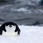 Nesting Penguins Just take Additional Than 10,000 Mini Naps Just about every Day