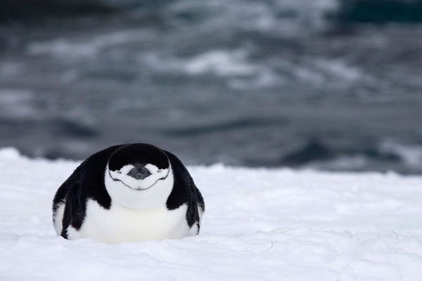 Nesting Penguins Just take Additional Than 10,000 Mini Naps Just about every Day