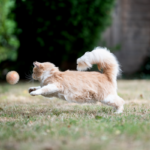 Cats Perform Fetch, Way too–But Only on Their Possess Conditions