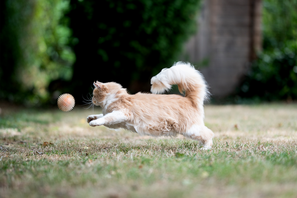 Cats Perform Fetch, Way too–But Only on Their Possess Conditions
