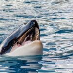 7 Strange Animal Behaviors That Impressed Us in 2023