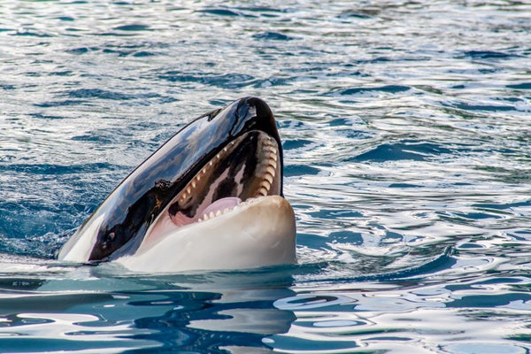 7 Strange Animal Behaviors That Impressed Us in 2023