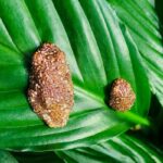 This Traveling Frog Spends Its Youth Masquerading as Poop