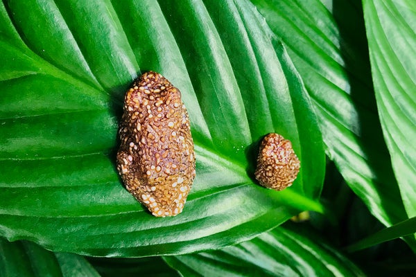 This Traveling Frog Spends Its Youth Masquerading as Poop