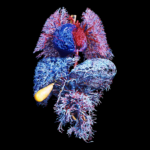 Your Organs May Be Aging at Distinct Fees