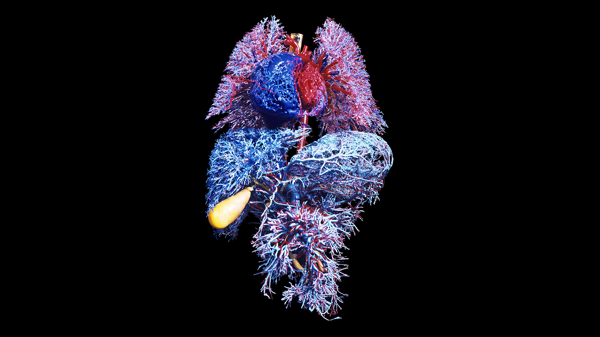 Your Organs May Be Aging at Distinct Fees