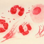 New At-Dwelling STI Test Could Assistance Cease the Spread of An infection