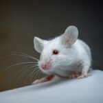 Initial Atlas of Each Mouse Mind Mobile Could Make improvements to Neuro Condition Treatment plans