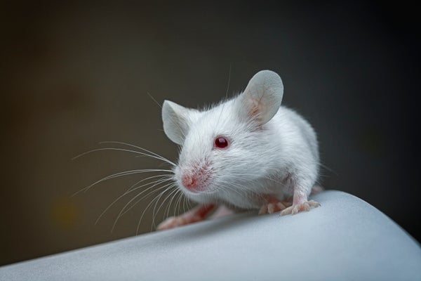 Initial Atlas of Each Mouse Mind Mobile Could Make improvements to Neuro Condition Treatment plans