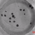Robots Designed from Human Cells Can Move on Their Very own and Heal Wounds