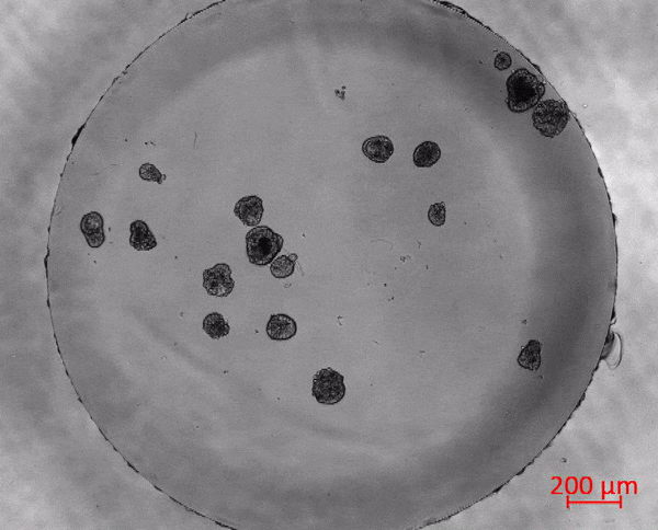 Robots Designed from Human Cells Can Move on Their Very own and Heal Wounds