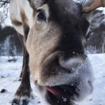 Reindeer Chew Their Food stuff When Napping
