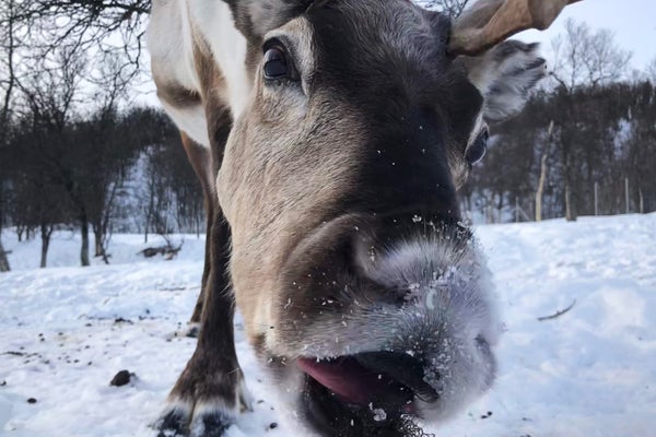 Reindeer Chew Their Food stuff When Napping