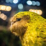 Kākāpō Parrots Are Flightless, Adorable and Creating a Comeback