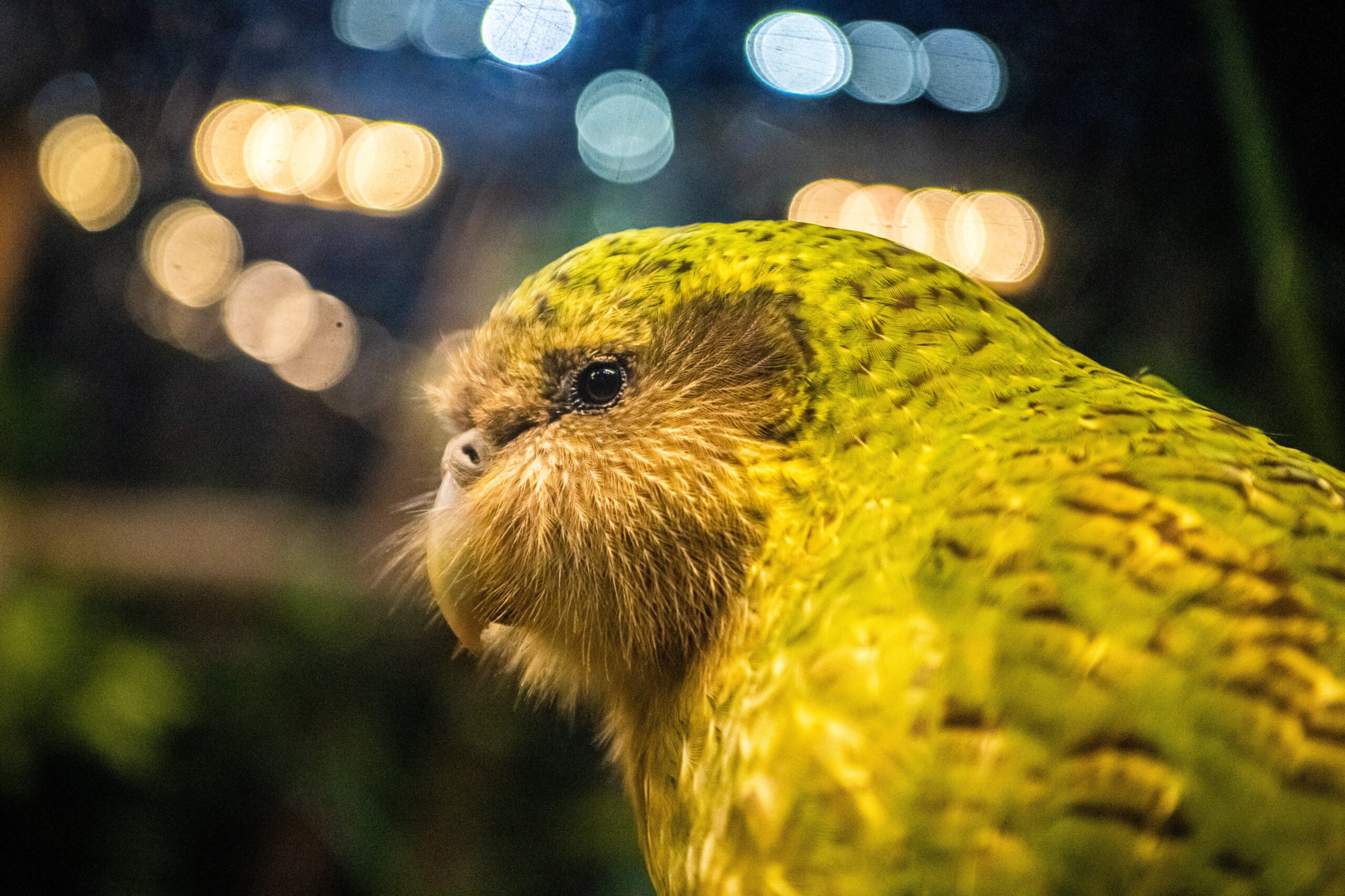Kākāpō Parrots Are Flightless, Adorable and Creating a Comeback