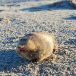 Golden Mole That Swims via Sand Rediscovered immediately after 86 A long time