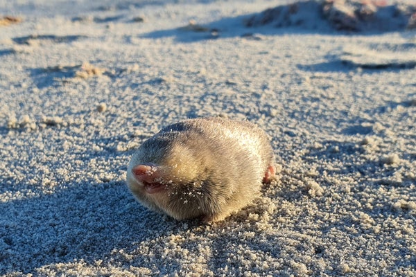 Golden Mole That Swims via Sand Rediscovered immediately after 86 A long time