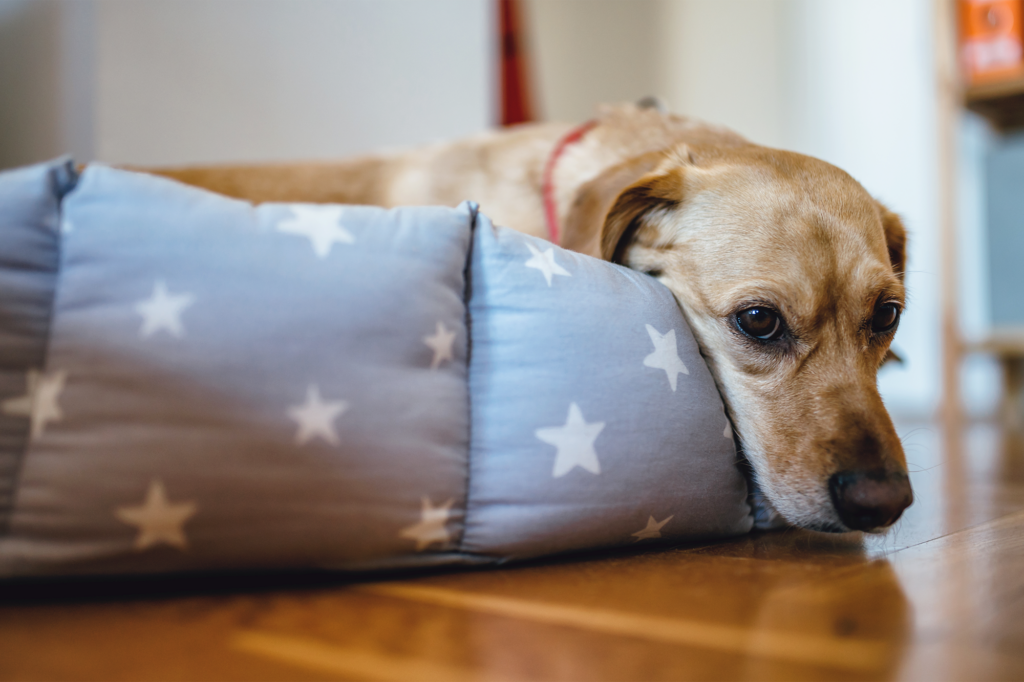What is Producing Mysterious Respiratory Ailment in Canines?