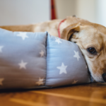 What is Producing Mysterious Respiratory Ailment in Canines?