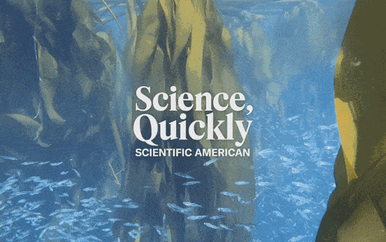 Turns Out Undersea Kelp Forests Are Important to Salmon