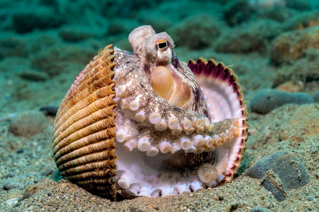 Octopuses Are Colorblind. This is How They See the World