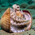 Octopuses Are Colorblind. This is How They See the World