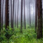 How Forest Mythology Leads to Preservation–And Plunder
