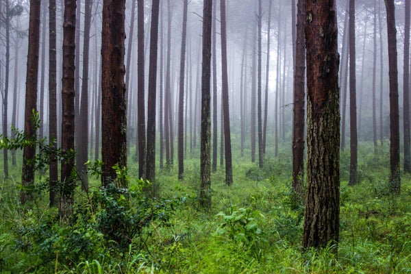 How Forest Mythology Leads to Preservation–And Plunder