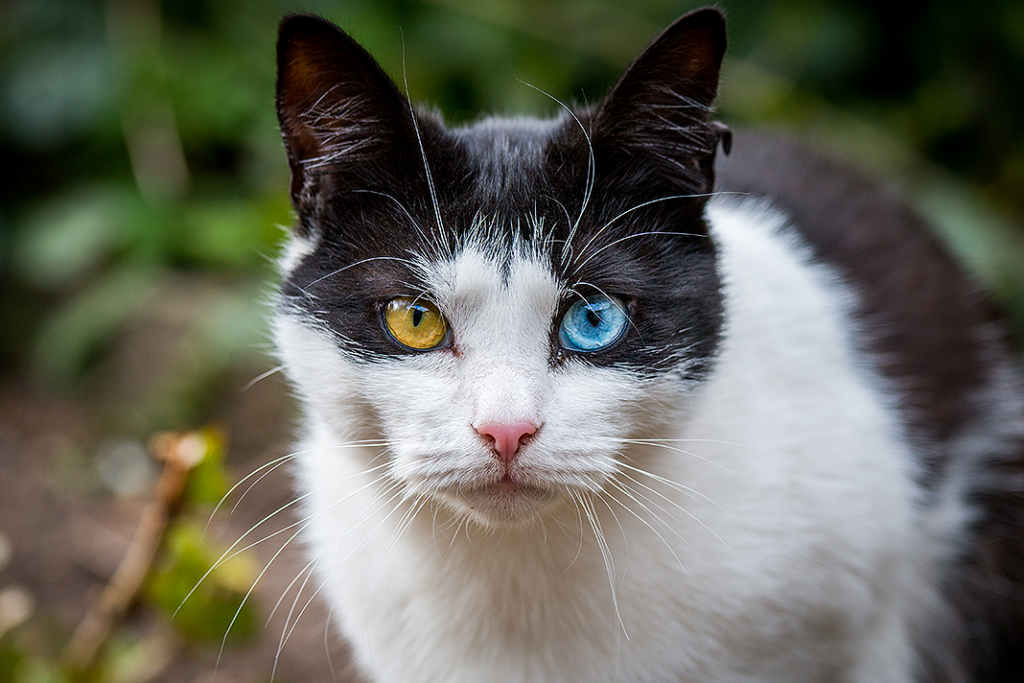 Cats Can Cover Their Agony–But Not from AI