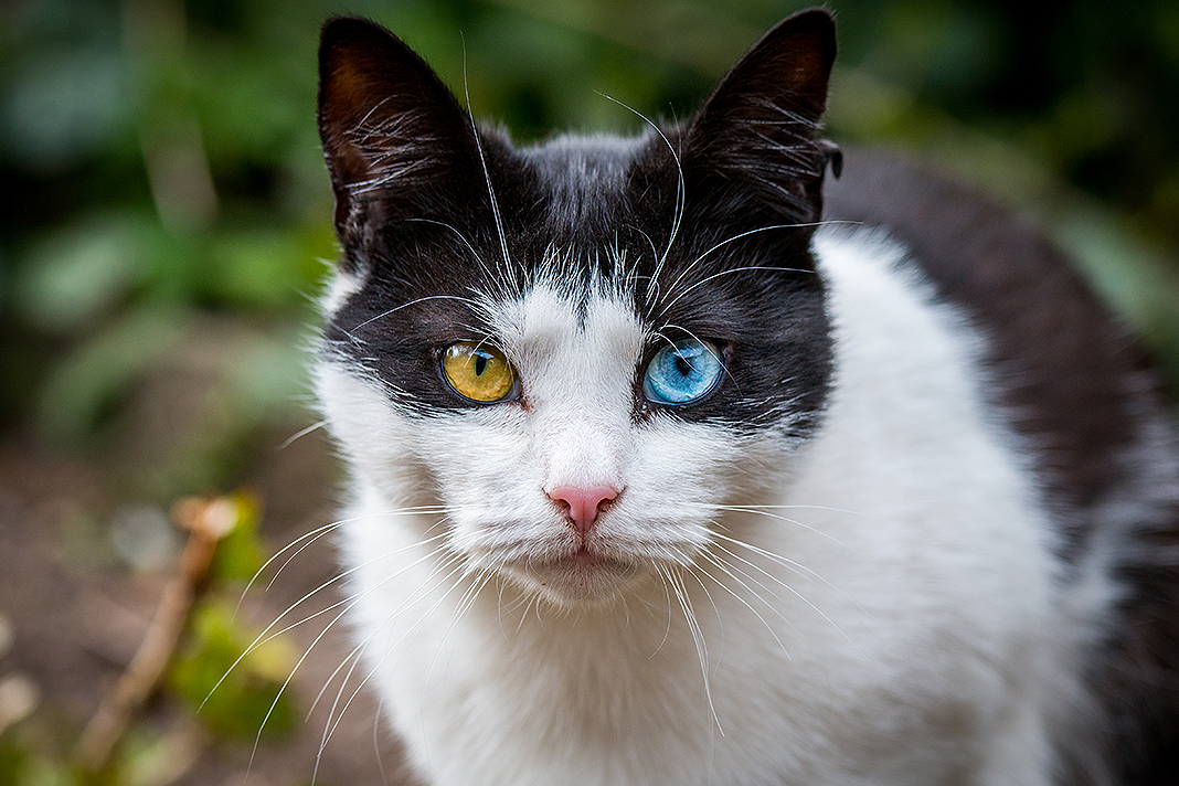 Cats Can Cover Their Agony–But Not from AI