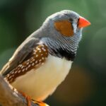 Male Songbirds Want Every day Vocal Follow to Woo Females