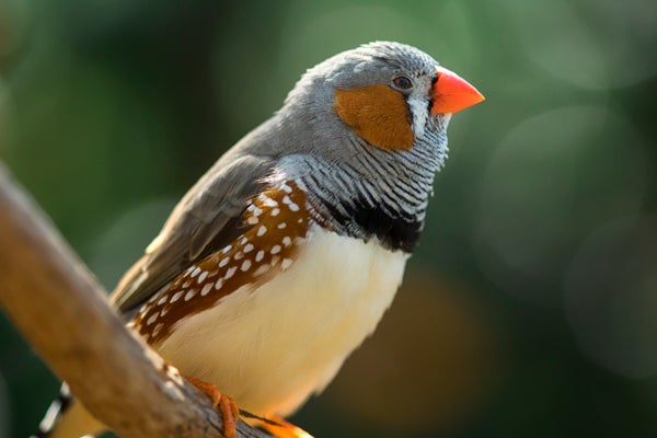 Male Songbirds Want Every day Vocal Follow to Woo Females
