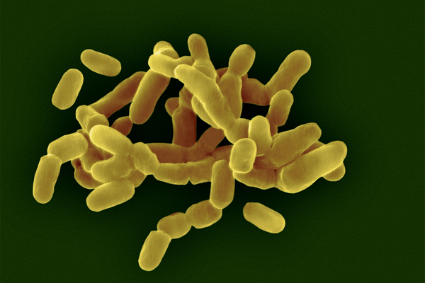 The Vaginal Microbiome May Have an impact on Overall health Far more than We Imagined