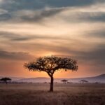 7 Locations for Your Up coming Family Excursion to Africa – In Your Pocket Journey Web site