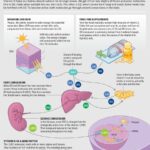 How Much Vitamin D Do You Need to Stay Healthy?