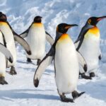 Real Climate Solutions Will Take Real Leadership