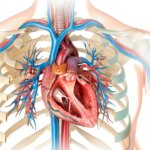 What Does Ejection Fraction Have to Do With Heart Failure?