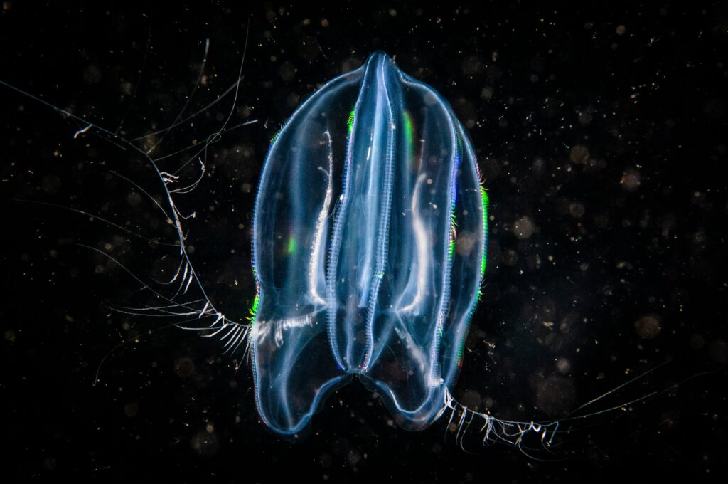 Did Neurons Evolve Twice? | Scientific American