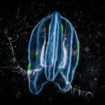 Did Neurons Evolve Twice? | Scientific American