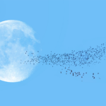 Human Remains Are Headed to the Moon, Despite Objections