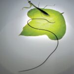 How a Parasitic Worm Forces Praying Mantises to Drown By themselves