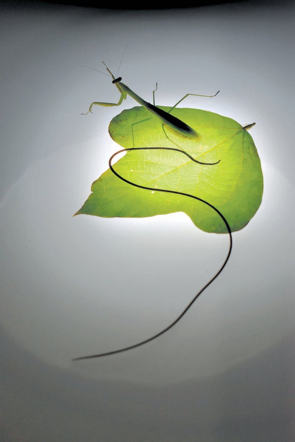 How a Parasitic Worm Forces Praying Mantises to Drown By themselves